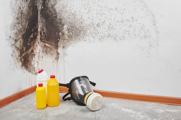 Best Same-Day Mold Removal  in Georgetown, CT
