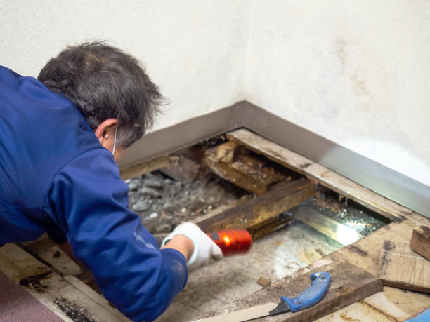 Georgetown, CT Mold Removal Company