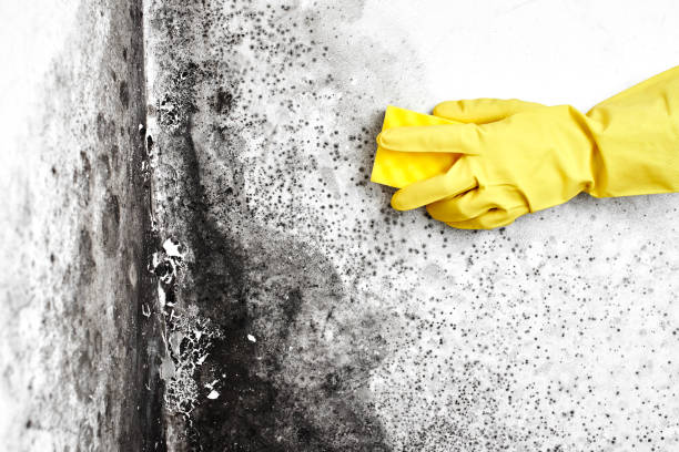 Best Professional Mold Removal  in Georgetown, CT
