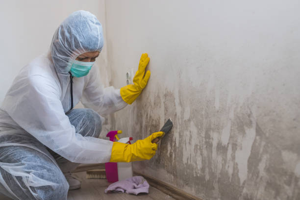 Best Commercial Mold Removal  in Georgetown, CT