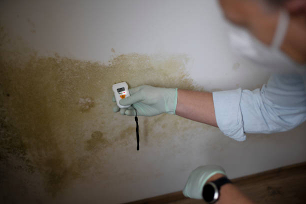 Best Fast Mold Removal  in Georgetown, CT