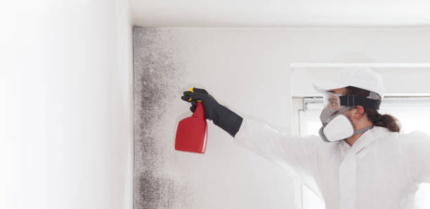 Best Home Mold Removal  in Georgetown, CT