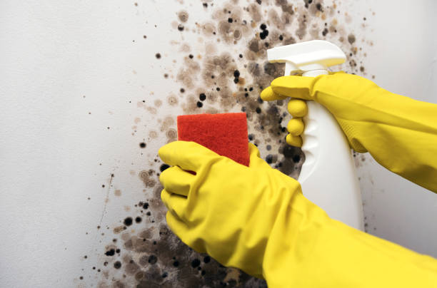Best Mold Damage Repair  in Georgetown, CT