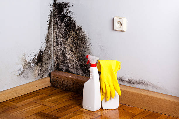 Best Attic Mold Removal  in Georgetown, CT