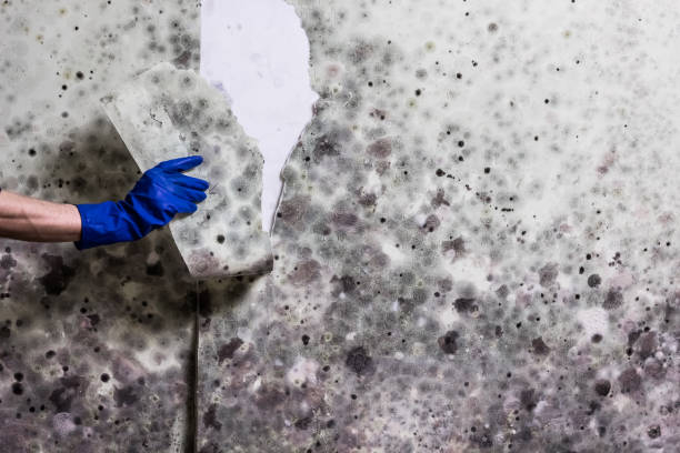 Best Black Mold Removal  in Georgetown, CT