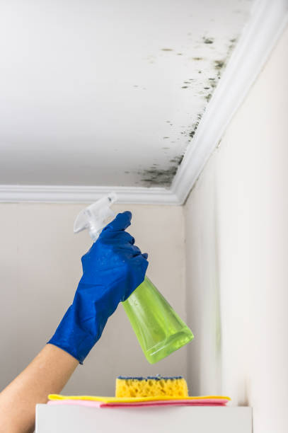 Best Mold Testing  in Georgetown, CT